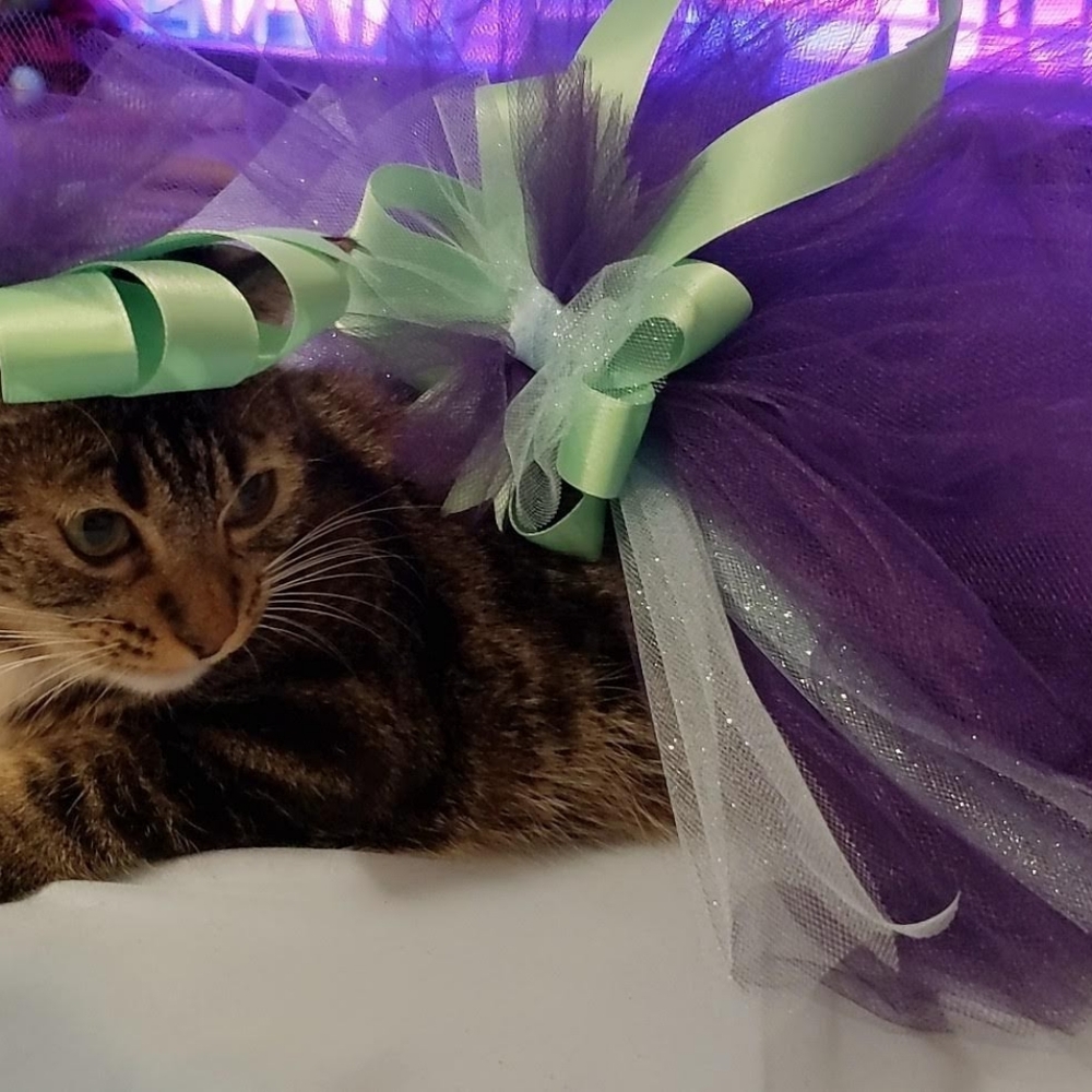 Dress for cat